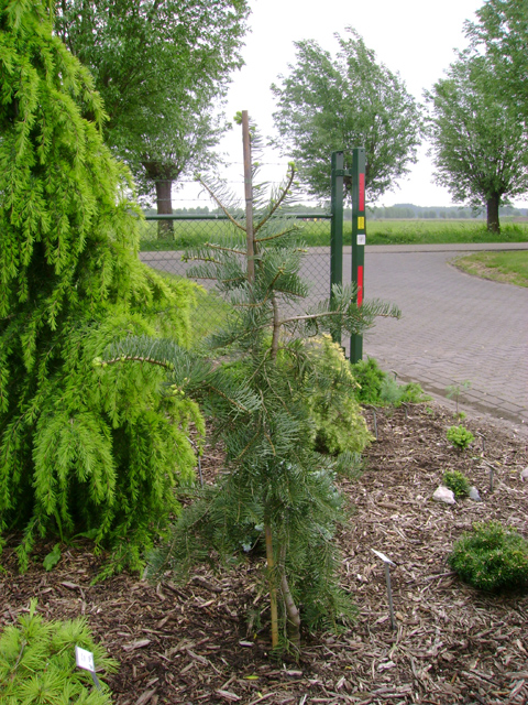 Abies concolor var. lowiana 'Pendens'